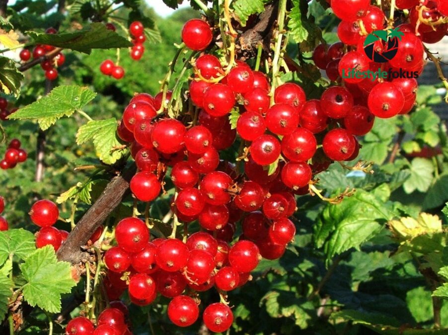 johannisbeeren